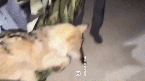 늑구 위장서 '2.6cm 낚싯바늘'…