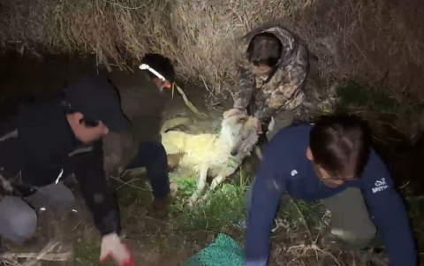 열흘 버틴 늑구, 위장서 2.6cm 낚싯바늘…