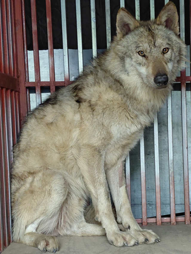 3㎏ 빠진 늑구, 복귀 첫날 소고기 특식 '싹' 비웠다…