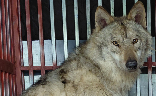 3㎏ 빠진 늑구, 소고기 특식 비웠다…