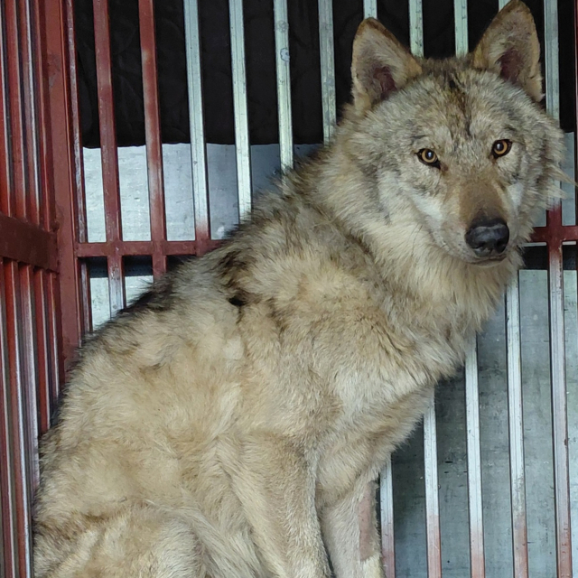 3㎏ 빠진 늑구, 소고기 특식 '싹' 비웠다…