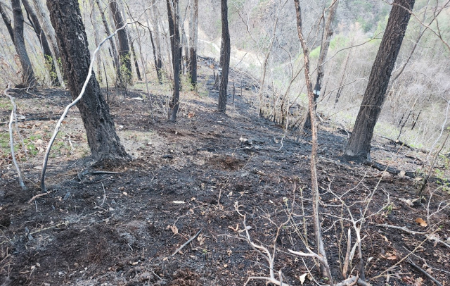 19일 오후 3시 48분쯤 영양군 석보면 삼의리 일대 한 야생한 산불로 산림이 소실된 모습. 경북소방본부 제공