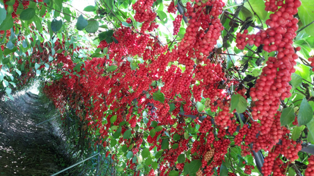 경북농기원, 분홍빛 오미자 신품종 '핑크미소' 개발…농가 보급
