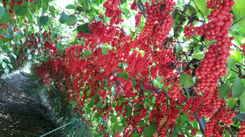 경북농기원, 분홍빛 오미자 신품종 '핑크미소' 개발…농가 보급