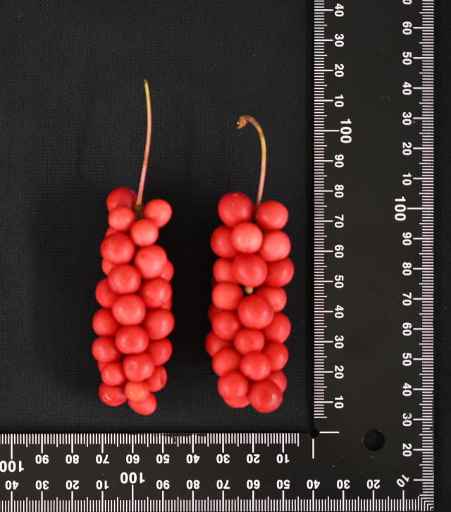 핑크미소. 경북도 제공.