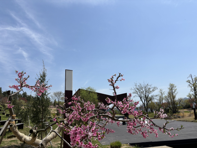 모과꽃 만개한 사유원, 봄의 선율…25일 야외 콘서트 개최