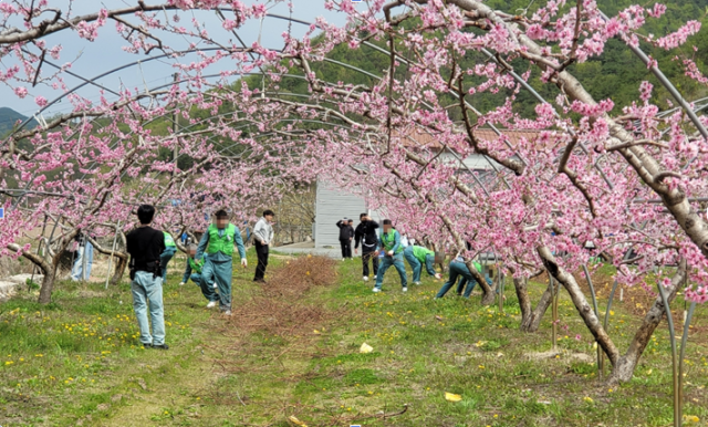 지난 16일 안동교도소 보라미봉사단이 지역 내 복숭아 재배 농가를 찾아 일손 돕기 봉사활동을 하고 있다. 안동교도소 제공
