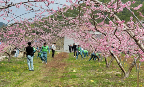 안동교도소 보라미봉사단, 지역 복숭아 농가 일손돕기 나서