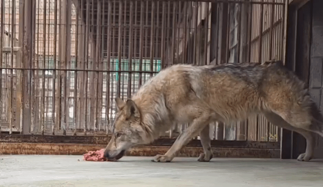 대전 오월드 SNS 갈무리
