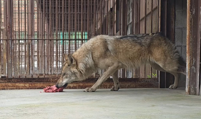늑구 '바닥 급식' 논란에…오월드 