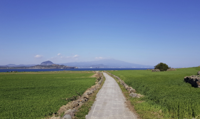 청보리밭 풍경. 제주일보 DB