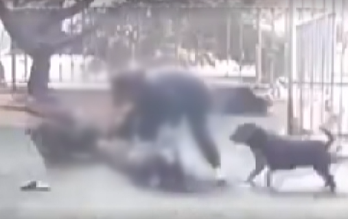 맹견 떼로 달려들어 물고 '질질'…경고문·안전장치도 없었다