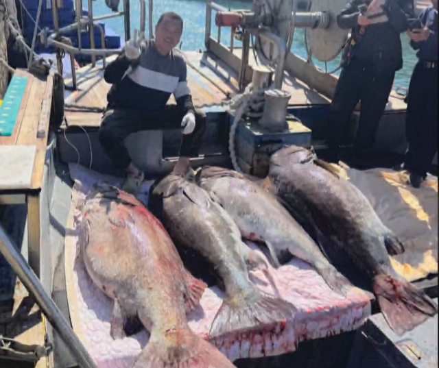 심해에서 올라온 지진 경고?…165㎝ 괴물급 심해어 5마리 잡히자 '술렁'