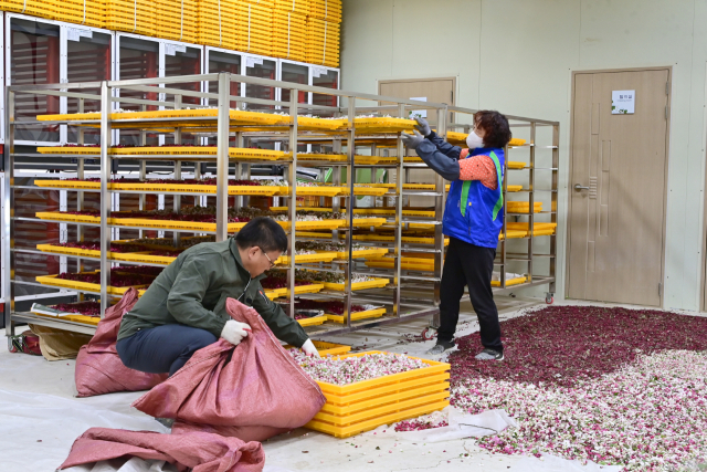 현장에서 채취된 사과꽃은 곧바로 선별 과정을 거쳐 인공수분에 활용될 꽃가루로 가공되고 있다. 청송군 제공