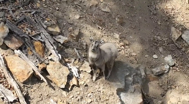 낙동강 최상류 '야생의 귀환'…수달 이어 산양까지 포착