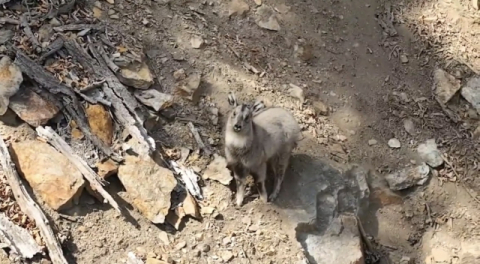 낙동강 최상류 '야생의 귀환'…수달 이어 산양까지 포착