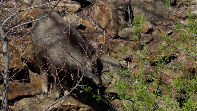 지난 23일 영풍제련소 공식 블로그에 공개된 영상에는 최근 석포면 인근 산림 지대에서 야생 산양이 이동하는 모습이 담겼다. 영상은 지난 16일과 22일 이틀에 걸쳐 촬영된 것으로, 산양은 주변을 경계하면서도 비교적 안정된 움직임으로 자연 지형을 따라 이동하는 장면을 보였다. 영풍제련소 제공