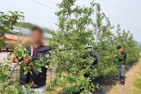 청송군, 외국인 계절근로자 451명 순차 입국…농촌 인력난 해소 '숨통'