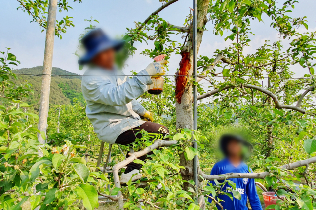 외국인 계절근로자들이 지역 과수원에서 일손을 돕는 모습. 청송군 제공