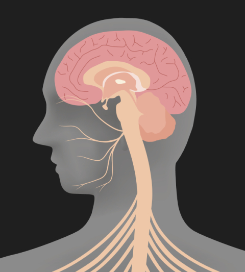 전신 혈관 관련 자료 이미지. 게티이미지뱅크