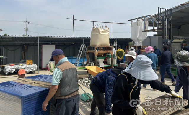 포항에서 장립종 쌀 생산 나선다