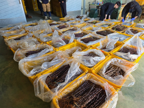 중국산 사과묘목 63만주 밀수 일당 16명 적발…과수화상병 유입 차단