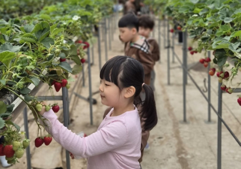 영주 서부초·남산초 병설유치원 원생 딸기 따기 체험 현장 학습 펼쳐