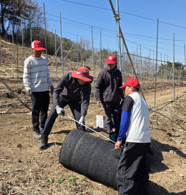 지난 4월 영양을 찾은 외국인 계절근로자들이 지역 한 농가에서 농장주로 부터 일하는 법을 배우고 있다. 김영진 기자