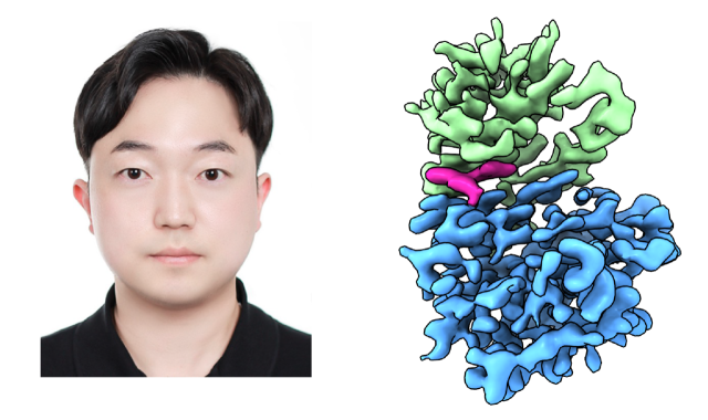 (왼쪽)제1저자인 박건웅 박사, (오른쪽)약 32 kDa의 Human PLK1-onvansertib 복합체의 초저온전자현미경 구조. 영남대 제공