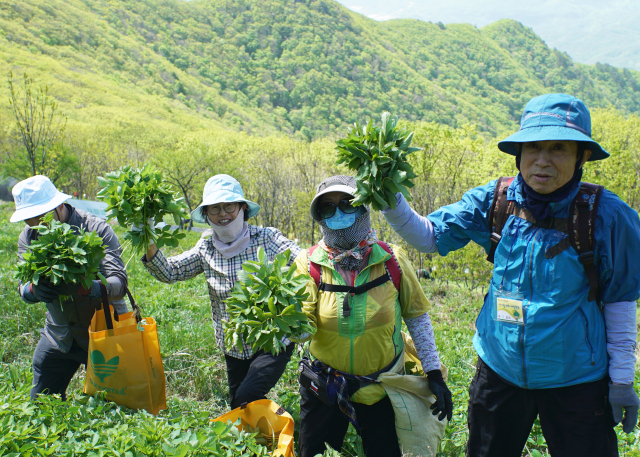 영양산나물축제의 백미인 산나물 채취 채험 프로그램에 참여한 방문객들이 산나물을 캐면서 미소 짓고 있다. 영양군 제공
