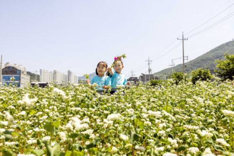 [포토뉴스]유휴지가 메밀밭…주민 산책 공간·어린이 자연 체험장