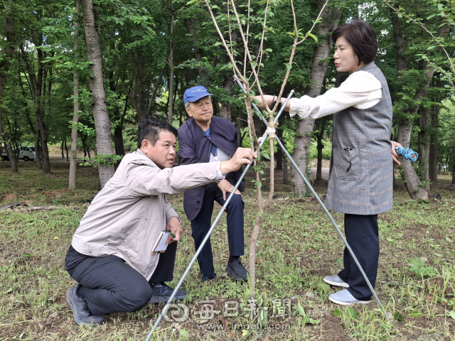 경주시 도시공원과 김연수 공원조성팀장과 (사)에밀타케식물연구소 정홍규 이사장, 정경자 과장(사진 왼쪽부터)이 경주 황성공원내 육묘장에서 자라고 있는 제주 자생종 왕벚나무 후손나무 묘목의 생육 상태를 살펴보고 있다. 김진만 기자