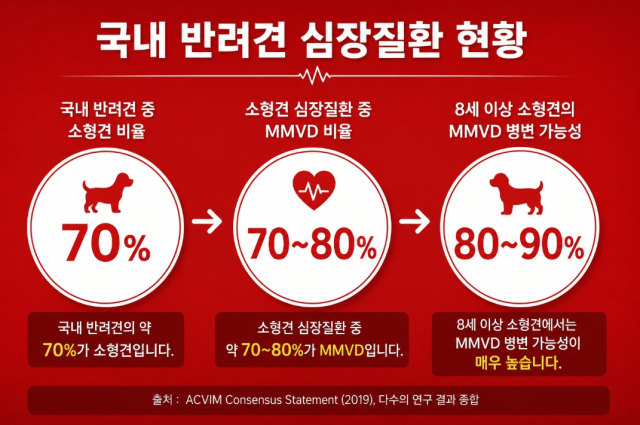 국내 반려견 중 소형견 비율은 약 70%이며, 소형견 심장질환 중 MMVD(이첨판막질환) 비율은 약 70~80% 에 해당한다. 8세 이상 소형견의 MMVD(이첨판막질환) 가능성은 매우 높으며, 연구에 따라서는 80~90% 에 이른다고 알려져 있다.