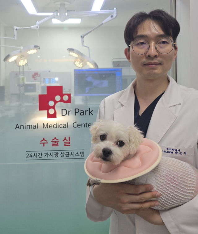 26년4월 중순 심장수술을 받은 말티즈 