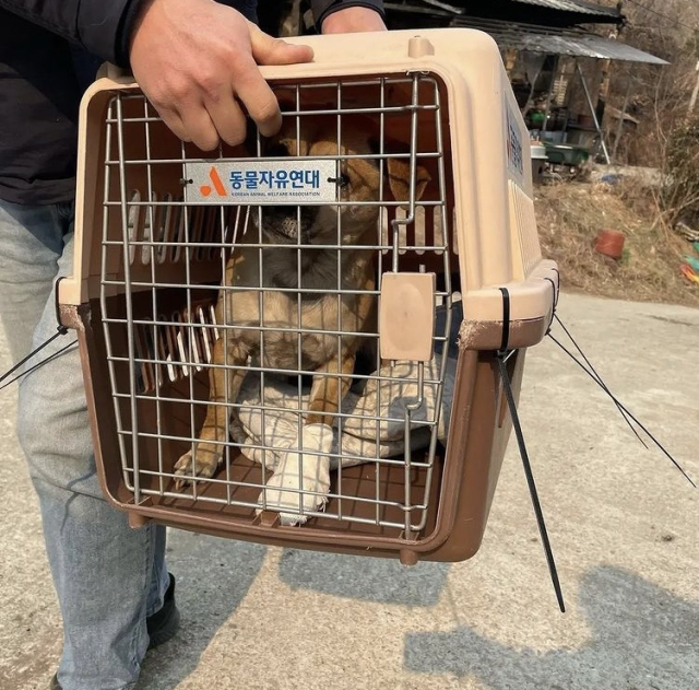 경북 산불에서 구조된 강아지가 대피소에 들어가지 못하고 민간구조단체에 의해 옮겨지고 있다.