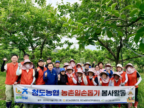 청도농협, 지역내 복숭아 농가 찾아 일손돕기 봉사활동