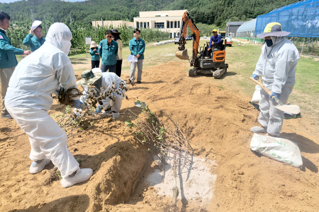 최근 경기와 세종, 충북 등지에서 과수화상병이 잇따라 발생하면서 위기 단계가 