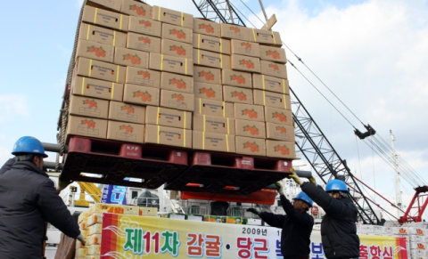 제주도, 北에 1억6000만원 규모 지원…한라봉 묘목·투석기 보냈다