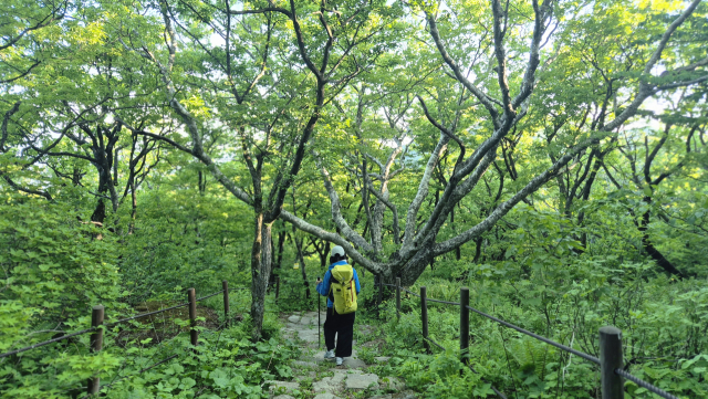연화봉에서 제1연화봉 가는 길이 진한 초록빛으로 물들어 있다. 김도훈 기자