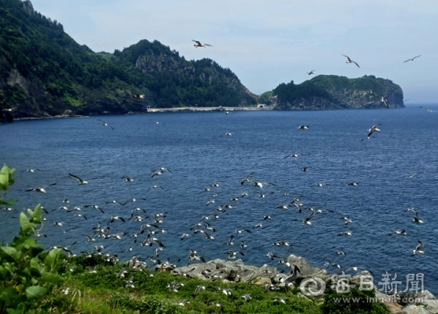 [포토뉴스] 울릉도, 괭이갈매기의 화려한 군무로 물들다