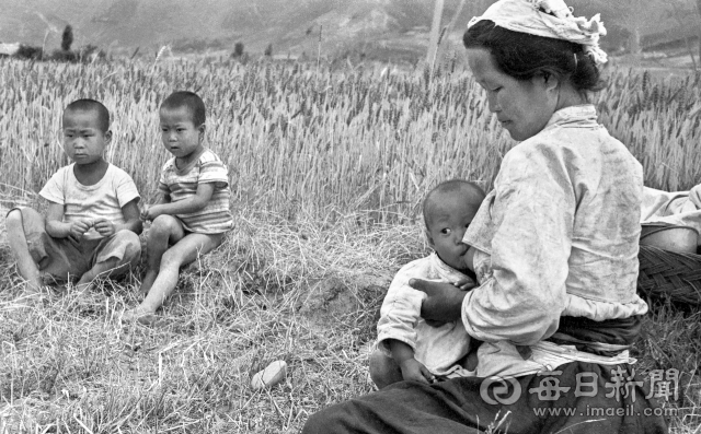 1966년 6월 경북의 한 들판에서 밀을 수확하다 아기에게 젖을 물리는 아낙네. © 매일신문