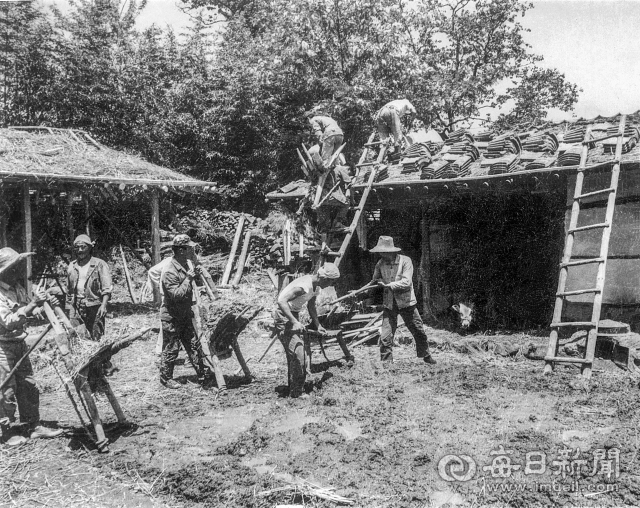1972년 5월 경산군(시) 남천면의 한 초가 지붕을 기와로 개량하는 주민들. © 매일신문