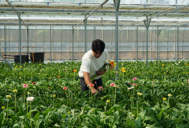 박현민 씨가 하우스에서 미니 거베라를 수확하고 있다. 박현민 씨 제공