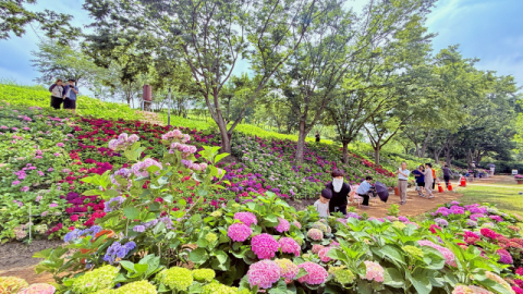 쓰레기 매립장이 수국 명소로 탈바꿈한 구미 '다온숲'