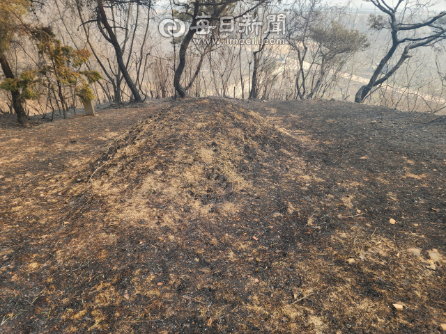지난해 3월 당시 산불 피해를 입은 안동시 길안면 기자 부친의 묘소. 전종훈 기자