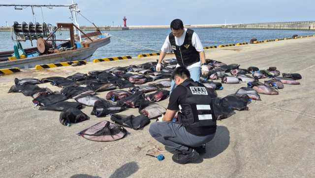 지난 11일 오후 포항 한 항구에서 포항해경 해양경찰관이 불법 포획·해체된 밍크고래를 확인하고 있다. 포항해양경찰서 제공.
