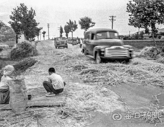 1966년 6월 16일 대구-하양 간 국도 아스팔트 위에 보릿단을 깔아 놓고 지나가는 차바퀴로 보리를 탈곡해 수확하는 농민들. © 매일신문