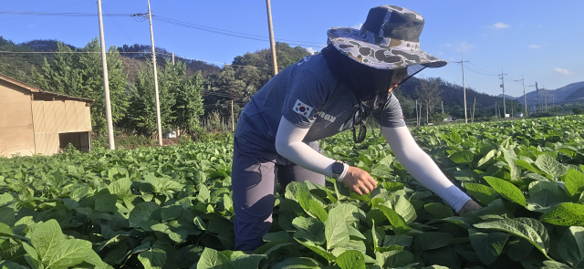 강민재 씨가 밭에서 콩 생육상황 점검 및 잡초 제거를 하고 있다. 본인 제공