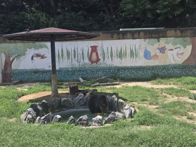 21일 오후 2시 30분쯤 찾은 대구 달성공원 동물원. 무더위 속에 2004년생 에조불곰 