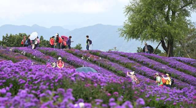 감악산 별바람언덕 아스타국화밭